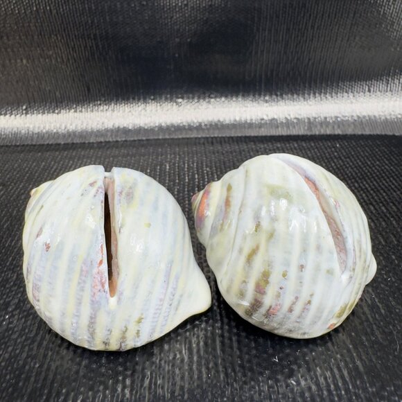 Hand Made Card Holder Stoneware Shell Conch Set 2 Decorative Hand Crafted Figure - Picture 12 of 12